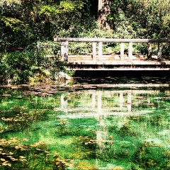 MONET'S POND MONET'S POND